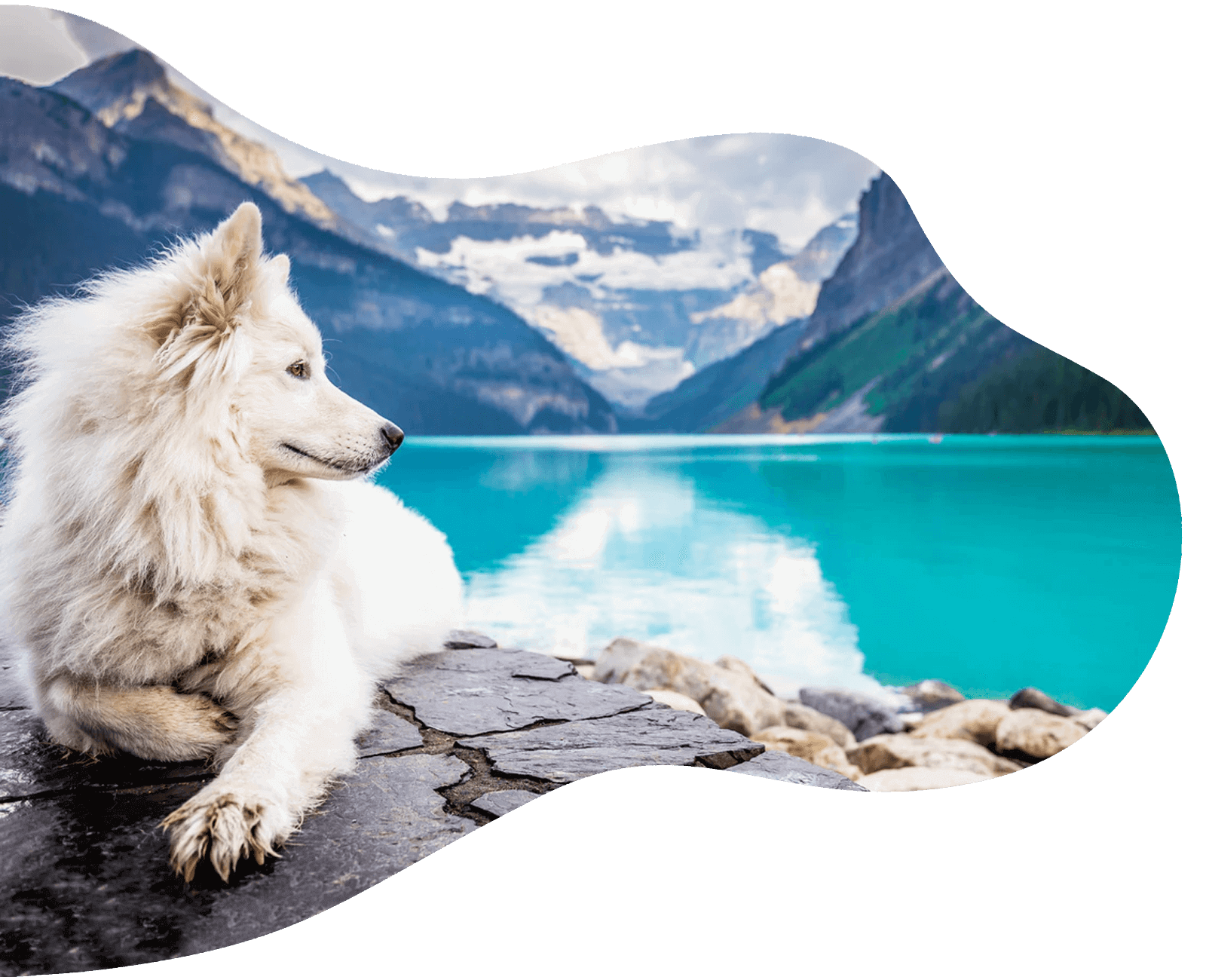 Schäferhund liegt auf einem Felsen und schaut auf das Meer.