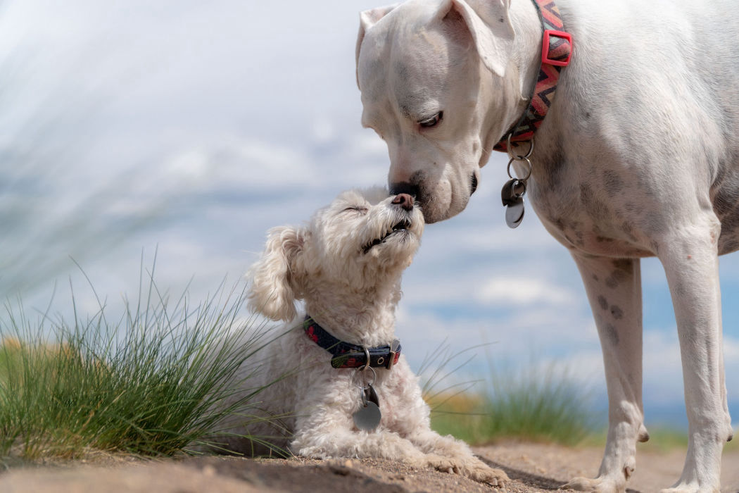 Kleiner und Großer Hund zärtlich mit den Schnauzen